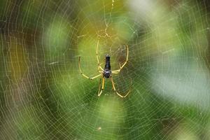 Black Golden Orbweaver Spider on its web waiting for prey photo