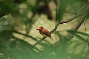 Ruddy kingfisher on a tree branch in a mangrove photo
