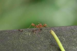 hormigas tejedoras rojas en un tablón de madera