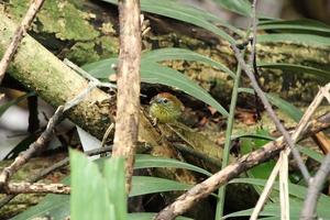 Parlanchín de tetas desnudas en un manglar foto