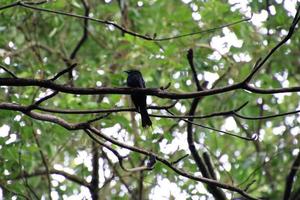 mayor drongo de cola de raqueta en un bosque foto