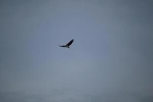 White bellied sea eagle soaring in the air photo