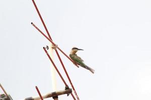 Blue tailed bee eater on an antennae looking for insects to eat photo