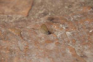 Dingy Line Blue Butterfly on a concrete pavement photo