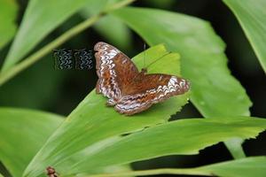 Knight Butterfly sun bathing with wings spread out photo