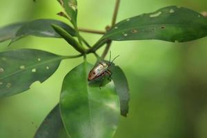 Mangrove Jewel Bug in a marsh mangrove on a leaf photo