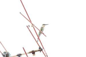 Blue tailed bee eater on an antennae looking for insects to eat photo