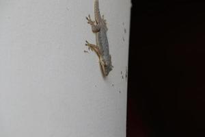 gecko común de la casa en una pared foto