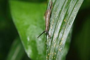 Yellow shelled semi slug feeding on a leaf photo