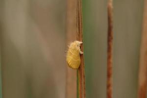 Yellow Tussock Moth on a stem photo