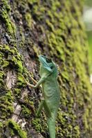 Green crested lizard on a tree trunk photo