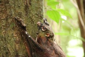 Sunda colugo in a nature reserve under the shade in a reserve photo