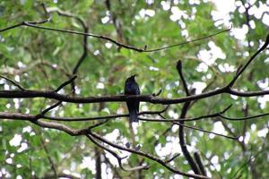 Greater Racket Tailed Drongo in a forest photo