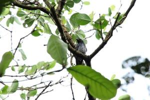 Crow Billed Drongo up on the tree tops under the sun photo