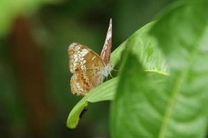 mariposa caballero tomando el sol con las alas extendidas foto