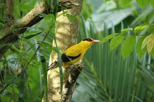 Black naped Oriole in a nature reserve mangrove marshes photo