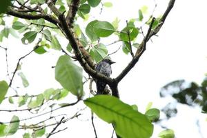 Crow Billed Drongo up on the tree tops under the sun photo