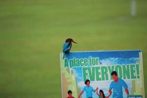 White Throated Kingfisher on a signage photo