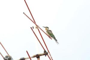 Blue tailed bee eater on an antennae looking for insects to eat photo