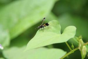 ropalidia sumatrae, tipo de avispa de papel foto