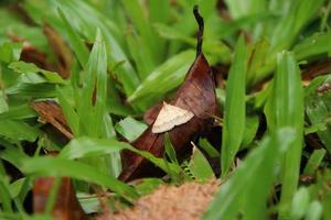 Gesonia obeditalis brown moth on the floor photo