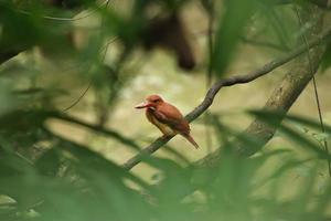 martín pescador rubicundo en una rama de árbol en un manglar foto