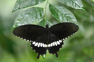 Common Mormon Swallowtail Butterfly resting on a leaf under the shade photo