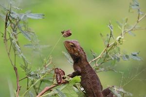 Changeable Lizard Oriental Garden Lizard photo