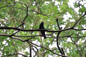 Greater Racket Tailed Drongo in a forest photo