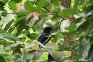 Greater Racket Tailed Drongo behind a tree branch photo
