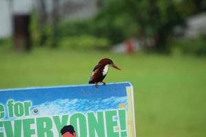 White Throated Kingfisher on a signage photo