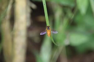 mosca amarilla típica sobre una brizna de hierba foto