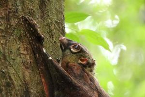 sunda colugo en una reserva natural bajo la sombra en una reserva foto