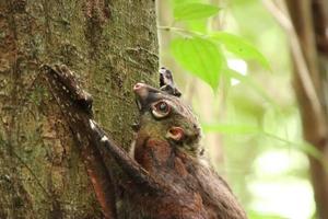 sunda colugo en una reserva natural bajo la sombra en una reserva foto