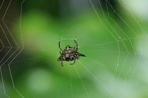 Araña espinosa de Hasselt boca abajo en una web