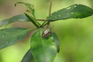 Mangrove Jewel Bug in a marsh mangrove on a leaf photo