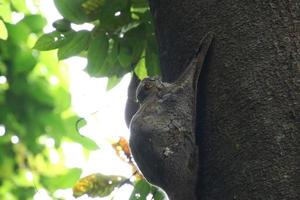 Sunda colugo in a nature reserve under the shade in a reserve photo