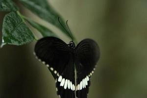 mariposa de cola de golondrina mormona común descansando sobre una hoja bajo la sombra foto