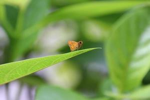 mariposa dardo común en una hoja de hierba foto