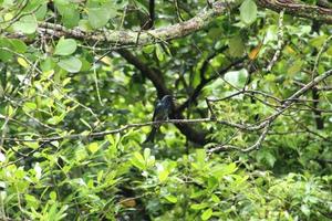 Crow Billed Drongo up on the tree tops under the sun photo