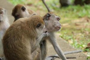 macaco de cola larga macaca fascicularis foto