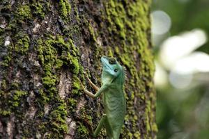 Green crested lizard on a tree trunk photo