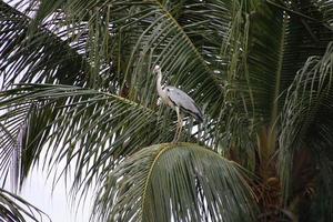 Grey Heron in a park photo