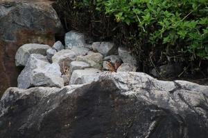 Common Kingfisher on the river edge photo