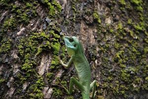 Green crested lizard on a tree trunk photo