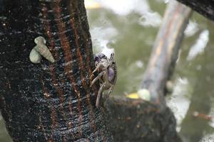 Sesarmid Marsh Crab on a tree trunk photo