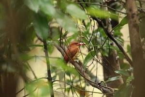 Ruddy kingfisher on a tree branch in a mangrove photo