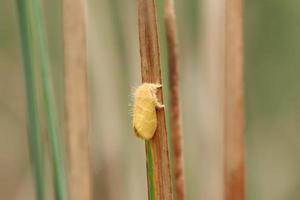 Yellow Tussock Moth on a stem photo