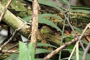 Pin Stripped Tit Babbler in a mangrove photo