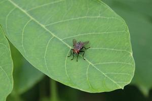 Common Flesh Fly on a leaf photo